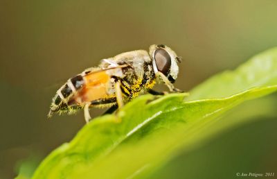 Drone Fly sp.