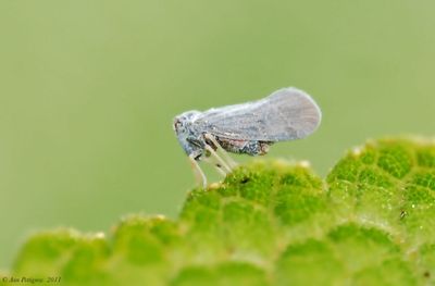 Flatid Planthopper sp.