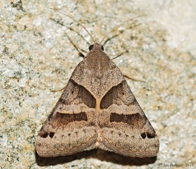 Forage Looper