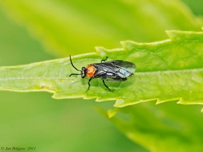 Hibiscus Sawfly