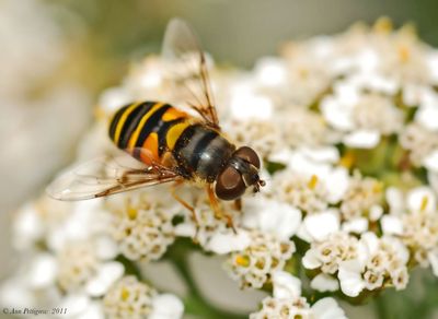 Transverse Flower Fly