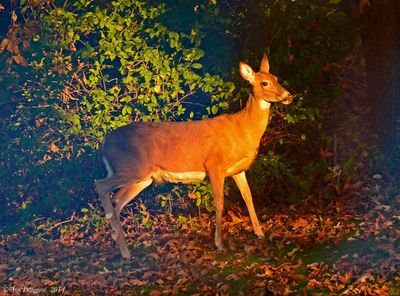 White-tailed Deer
