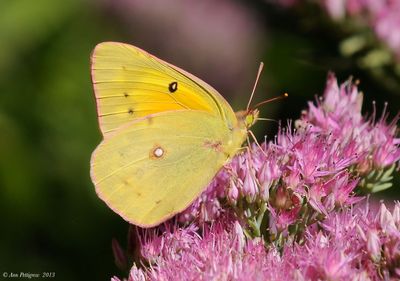 Clouded Sulphur