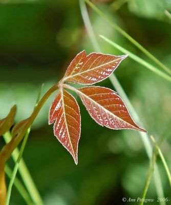 Wildflowers & Others