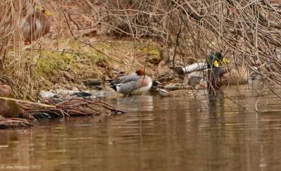 Eurasian Widgeon 