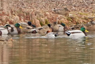 Eurasian Widgeon 