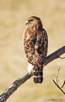 Red-shouldered Hawk