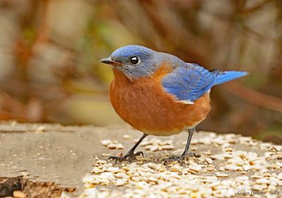 Eastern Bluebird