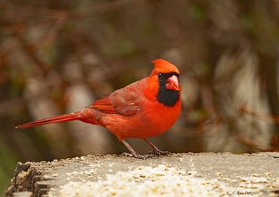 Northern Cardinal - male