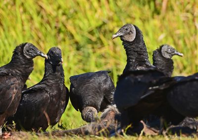 Black Vultures