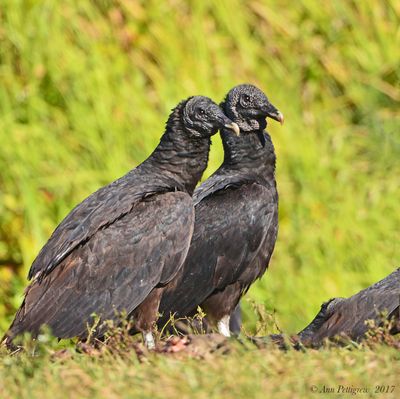 Black Vultures