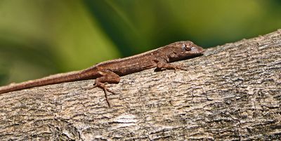 Brown Anole