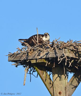 Osprey