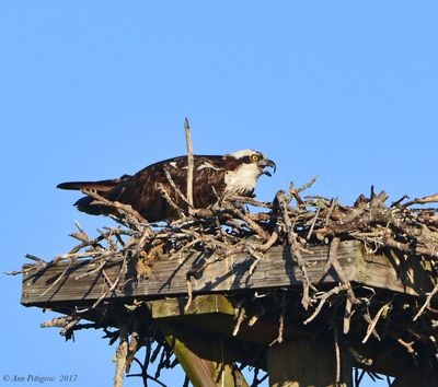 Osprey