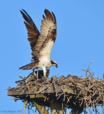 Osprey
