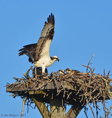 Osprey