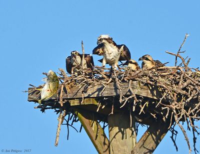 Osprey