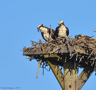Osprey