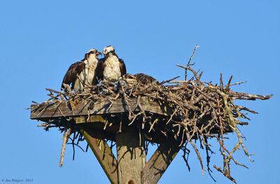 Osprey