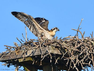 Osprey
