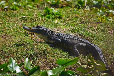American Alligator