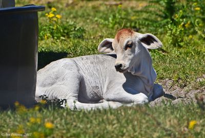 American Brahman Calf