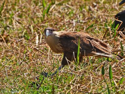 Crested Caracara - juvenile