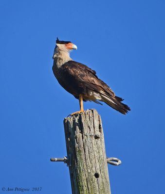 Crested Caracara