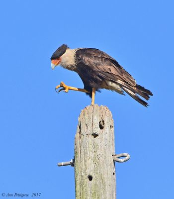 Crested Caracara