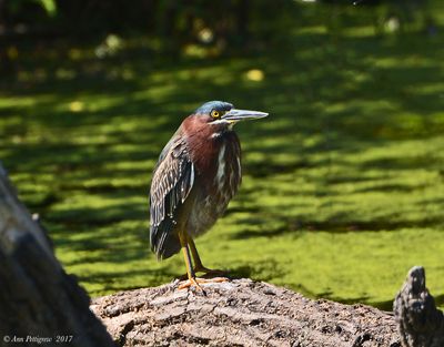Green Heron