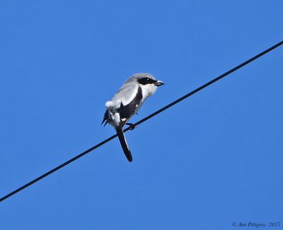 Loggerhead Shrike
