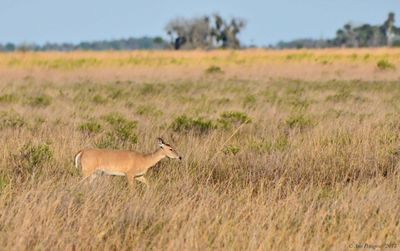 White-tailed Deer