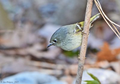 Ruby-crowned Kinglet