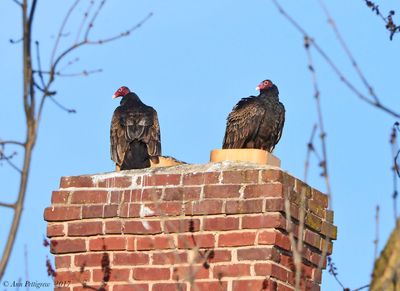 Turkey Vultures