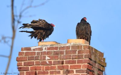 Turkey Vultures
