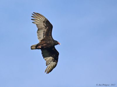 Turkey Vulture