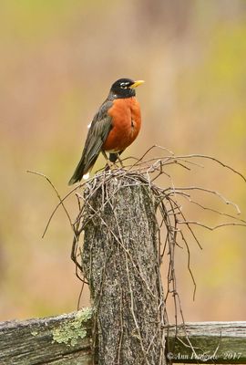 American Robin