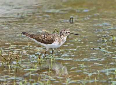 Solitary Sandpiper