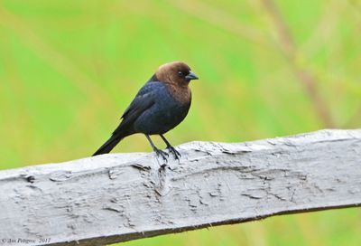 Brown-headed Cowbird