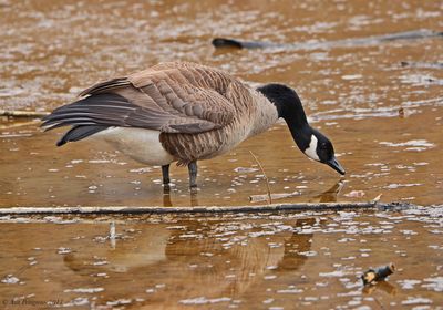 Canada Goose