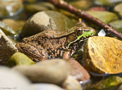Green Frog