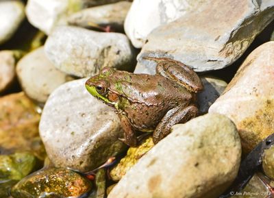 Green Frog