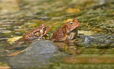 American Toads