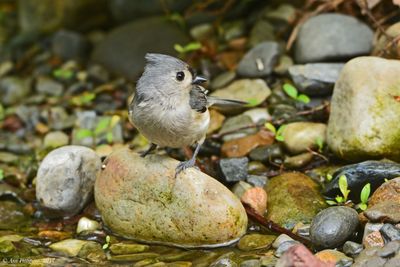 Tufted Titmouse