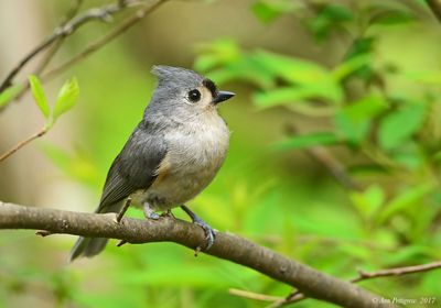 Tufted Titmouse