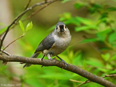 Tufted Titmouse