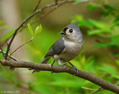 Tufted Titmouse