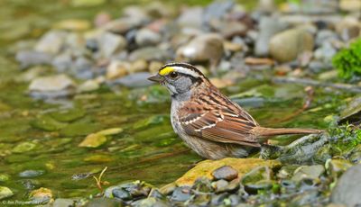 White-throated Sparrow