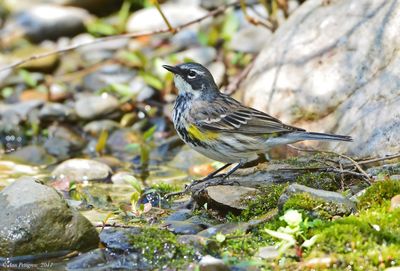 Yellow-rumped Warbler