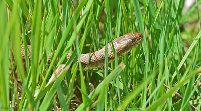 Common Watersnake